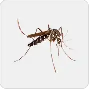 Rashtriya Chemical and Herbal Pest Control Service in Mumbai offers expert residential & commercial pest control with safe, herbal and eco-friendly solutions.